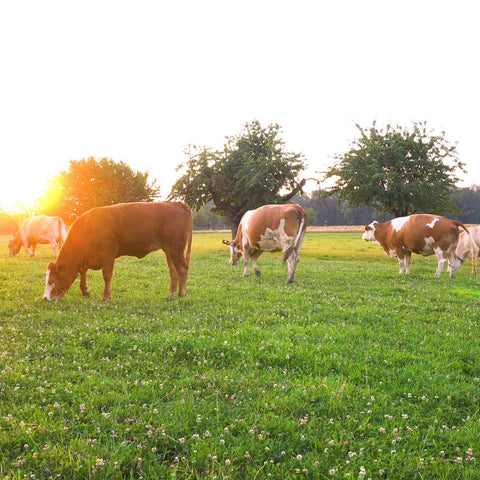 cows grazing in sunlight