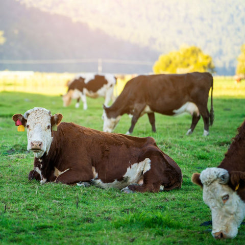 cows lying down in field