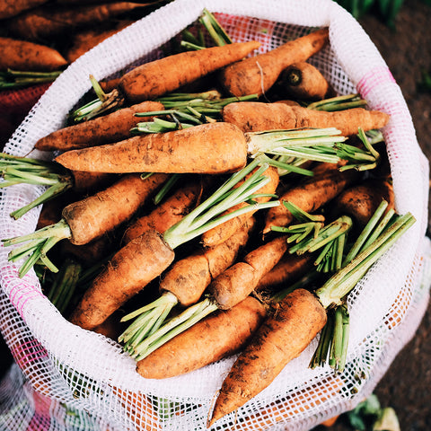 Freshly picked carrots in a cloth bag