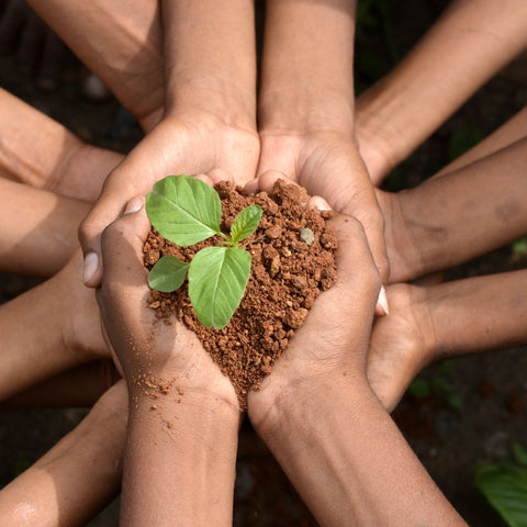 hands together in a circle holding dirt and a green plant