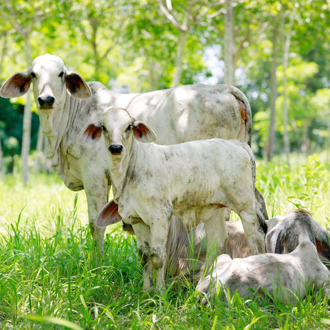 cows out to pasture under a tree