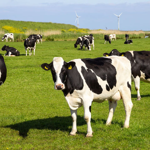 cows with windmills in background