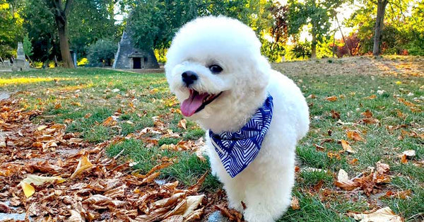 dog-wearing-blue-bandana