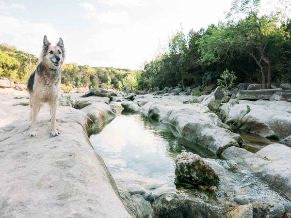 barton-creek-dog-hiking