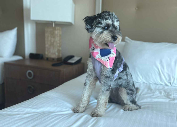 dog-on-a-hotel-bed