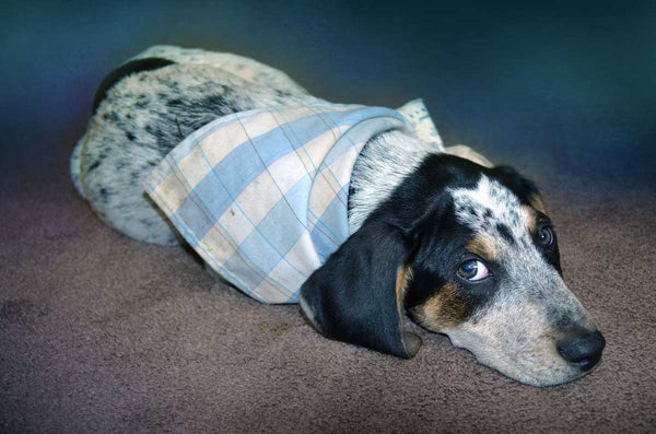 dog-wearing-bandana