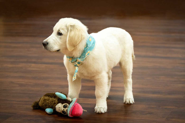 dog-wearing-bandana-roll-tie