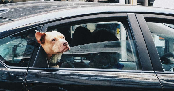 dog-looking-from-car-window