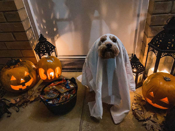 Halloween Games For Dogs