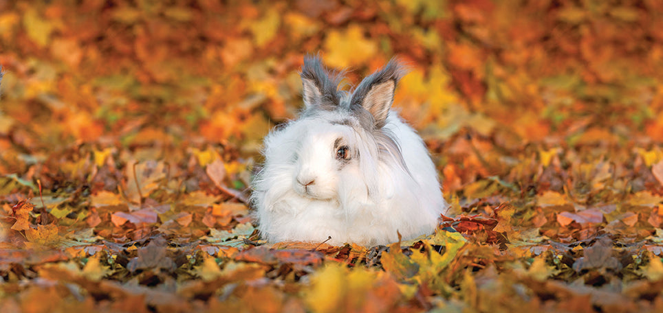 Angora