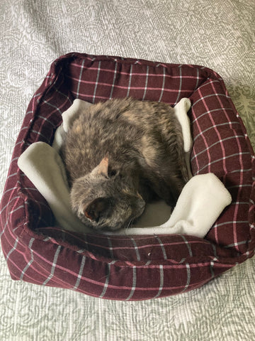 cat in a bed