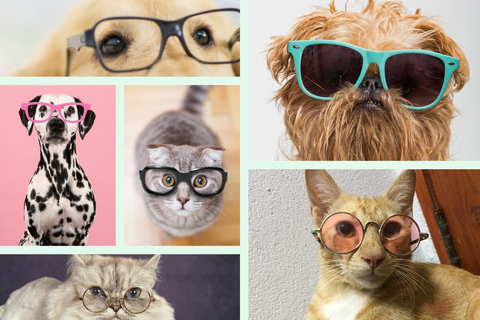 animals in glasses