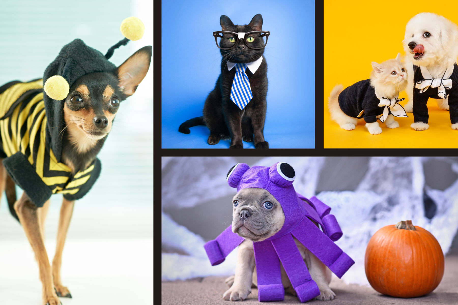 pets in costumes