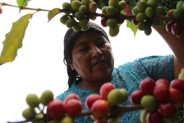 Aymara project Bolivia Nespresso Organic Coffee Pod Blue Goose Coffee (6)