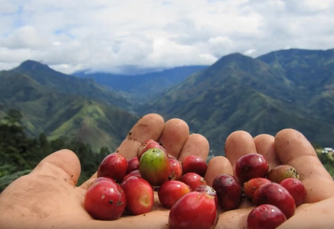 Peru cherry beans - Sol&Café - Blue Goose Compostable Coffee Capsules Pods