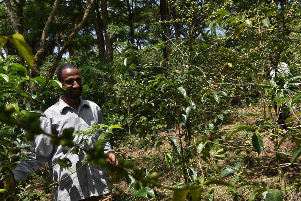 Khalid Shifa Ethiopian Forest Coffee Nespresso Coffee Pod Plastic Free compostable speciality grade coffee Blue Goose Coffee