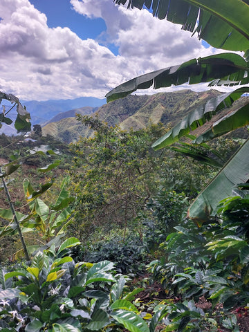 Organic Peru Coffee Pods for NEspresso Machines Plastic Free compostable - Our Growers in the La Huaca Region of Peru - landscapes