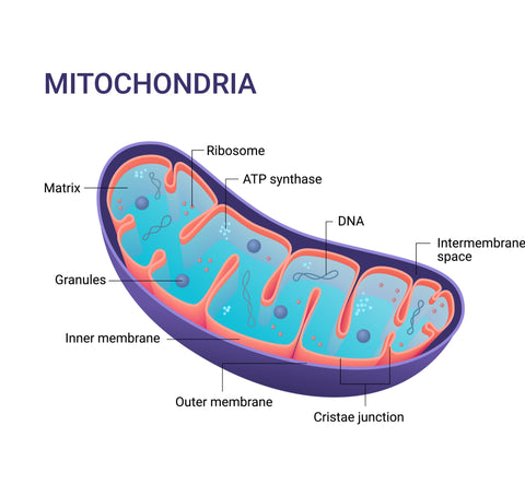 mitochondria cell