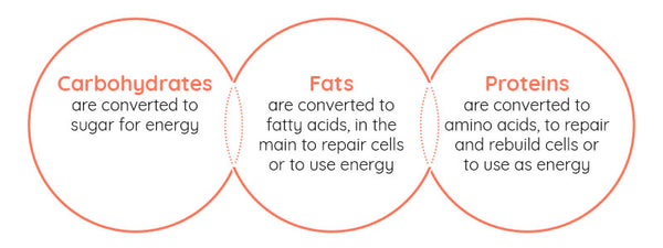 Carbohydrates Fats & Proteins