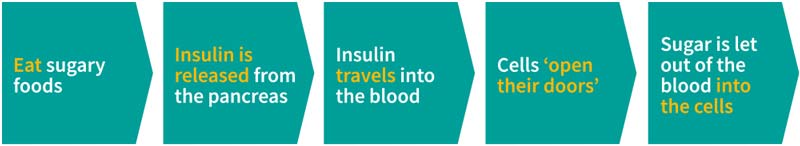 Insulin travels around the body