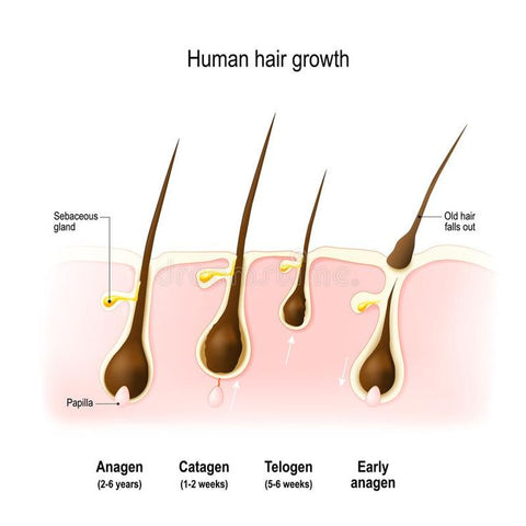 Hair Growth Phases