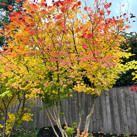 Acer Circinatum - Vine Maple