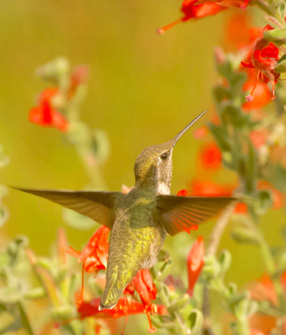 Anna's Hummingbird