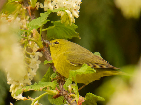 Orange-Crowned Warbler