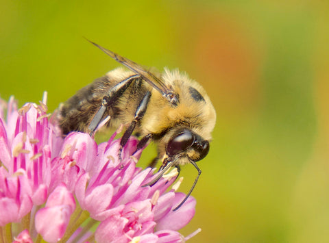 Bumble bee on Allium