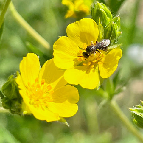 Native Bee, Potentilla gracilis