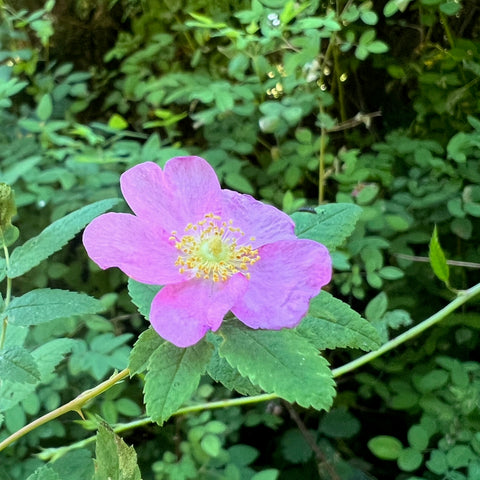 Swamp Rose (Rosa pisocarpa)