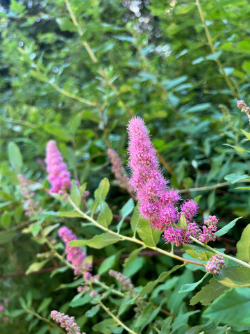 Douglas Spirea (Spiraea douglasii)