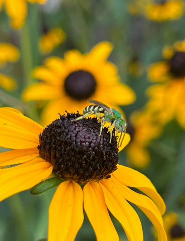 Bicolored Sweat Bee