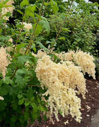 Oceanspray - Holodiscus discolor