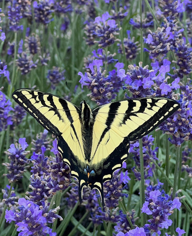 Western Tiger Swallowtail Butterfly