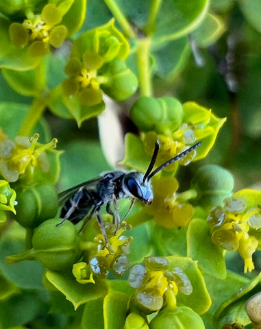 Bee in the garden