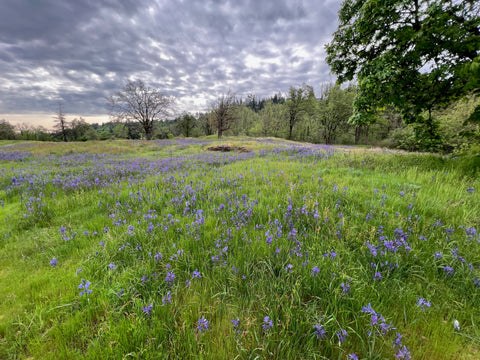 Native plants, Canemah Bluff Nature Park - Oregon City