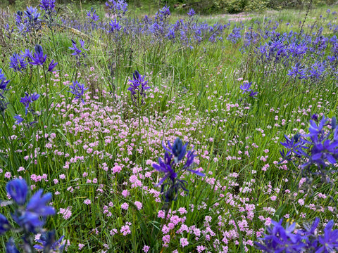 Native plants, Canemah Bluff Nature Park - Oregon City