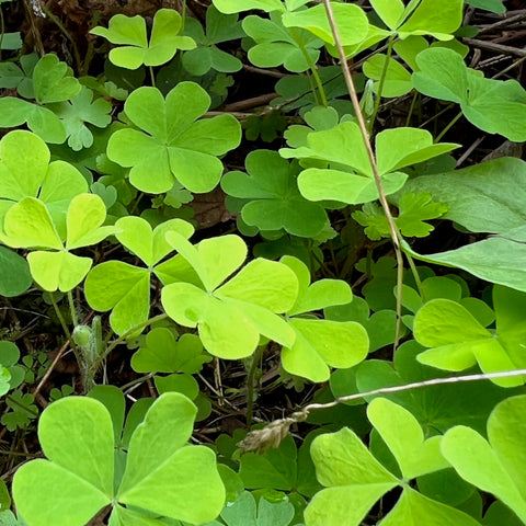 Redwood Sorrell (Oxalis oregana)