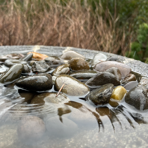 Bird bath with rocks and water