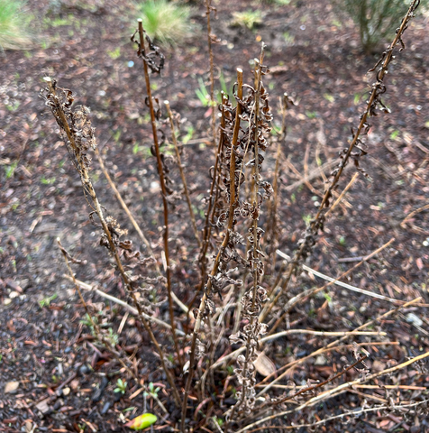 Stems left for bee habitat