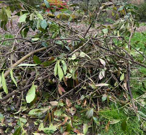 Brush pile for habitat