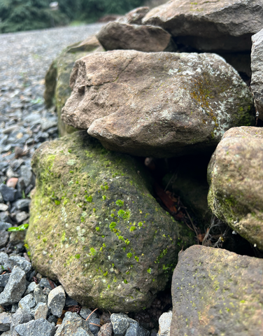 Small rock pile for habitat