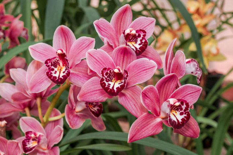 4 Different Cymbidiums Live Orchid Plants Premium Rare Orchids 