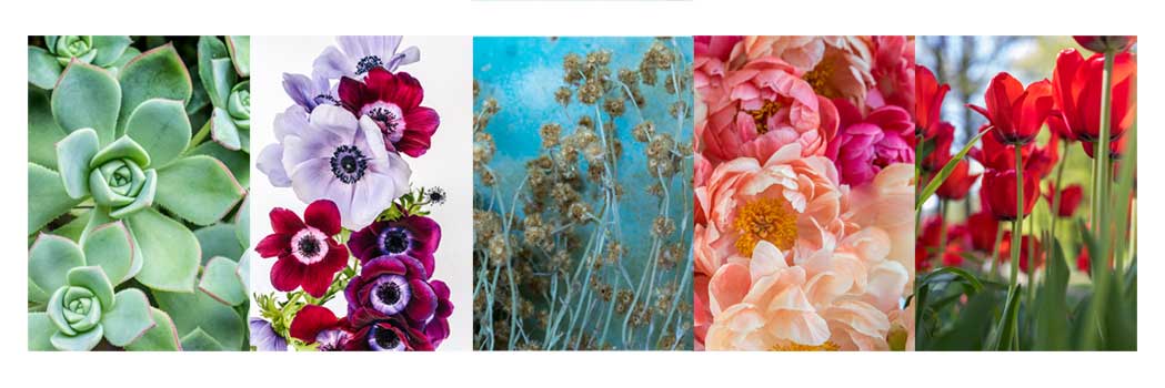 Banner of Bold Collection designer floral images by Carol