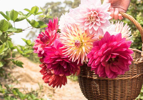 Hand holding basket of large pink dahlia flowers in flower field