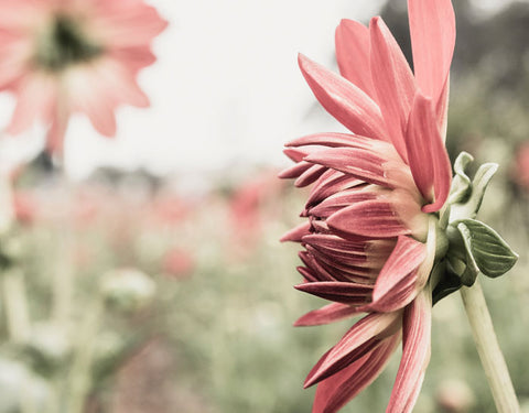 Close up of pink flower in garden field