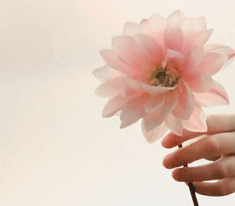 Close up of hand holding pale pink dahlia against white backdrop
