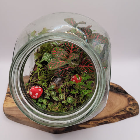 Terrarium by Planted Glass Terrariums in Edmonton