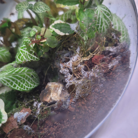 Mold inside a terrarium